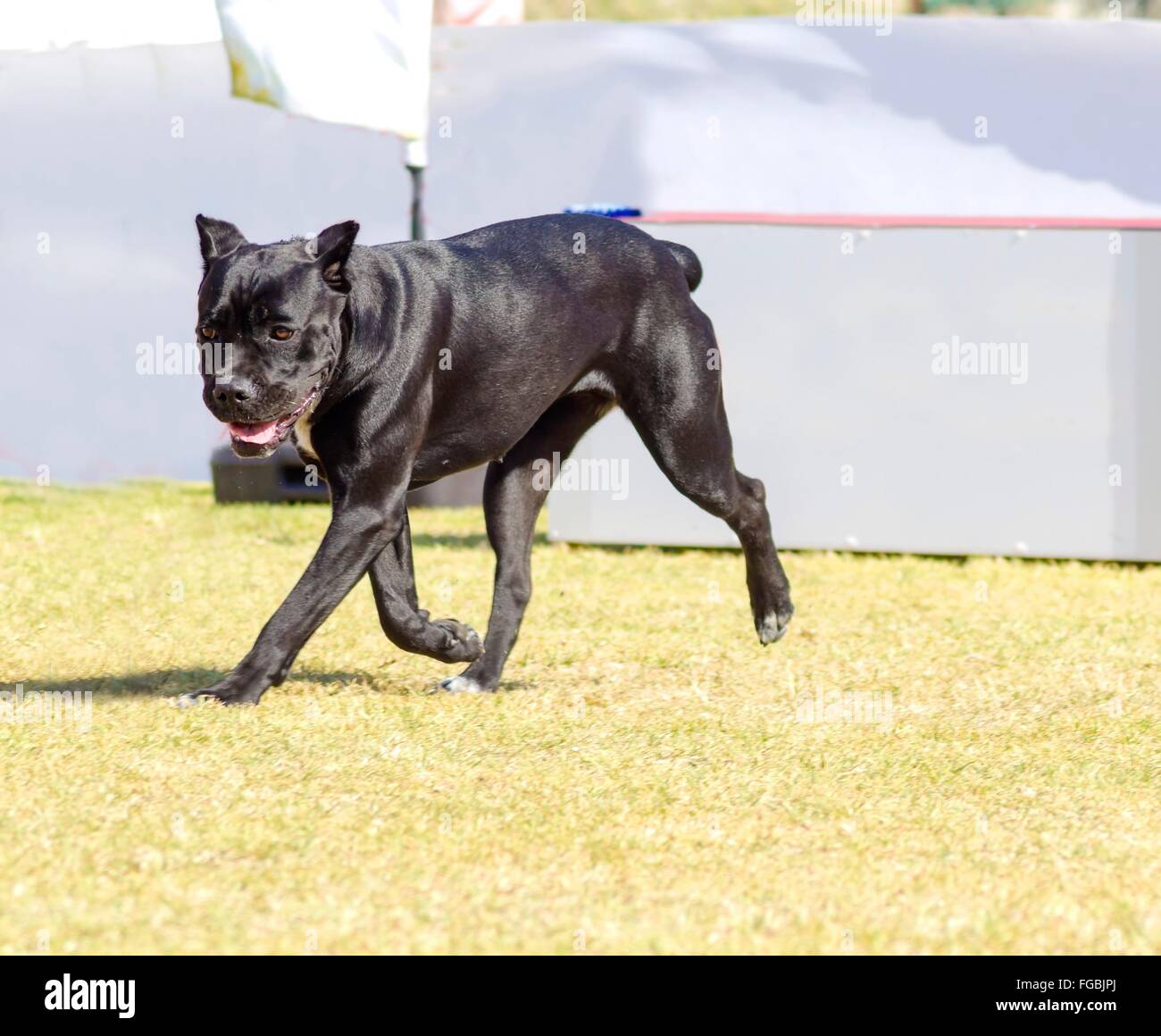 Eine junge, schöne schwarze und weiße mittelgroße Cane CorsoHund mit kupierten Ohren laufen auf