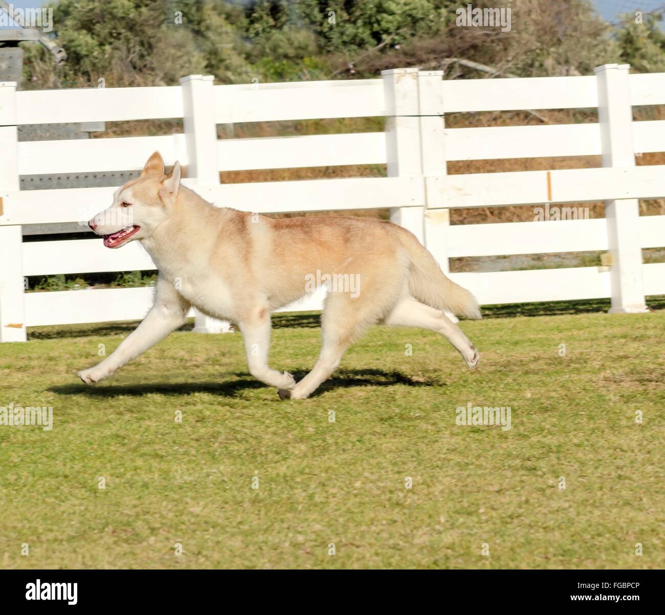 Ein Höhenplan eine junge schöne Kupfer rot Fawn-weiß Siberian Husky Hund laufen, bekannt für ihre erstaunliche Ausdauer und Stockfoto