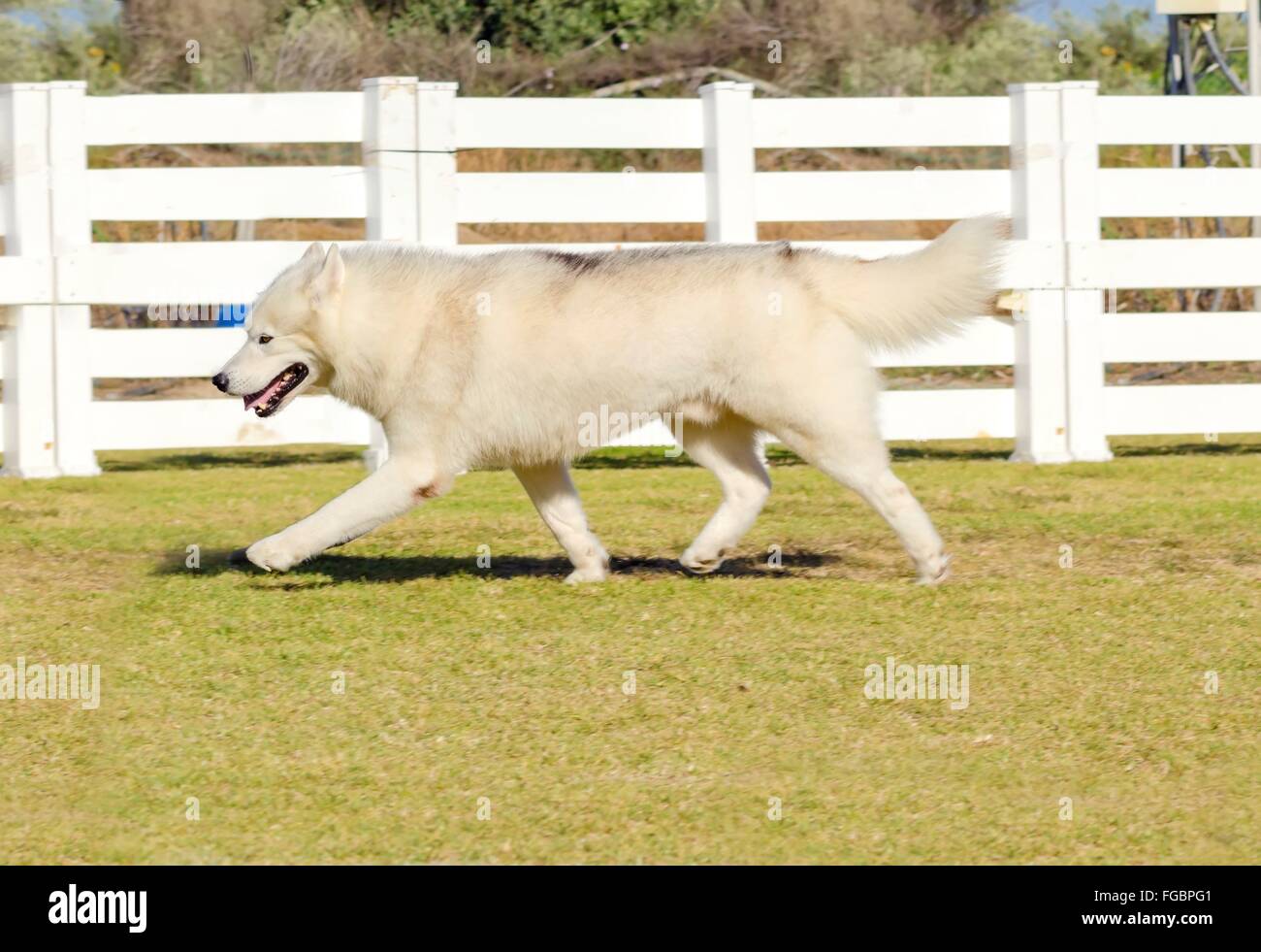 Ein Höhenplan eine junge schöne Kupfer rot Fawn-weiß Siberian Husky Hund laufen, bekannt für ihre erstaunliche Ausdauer und Stockfoto