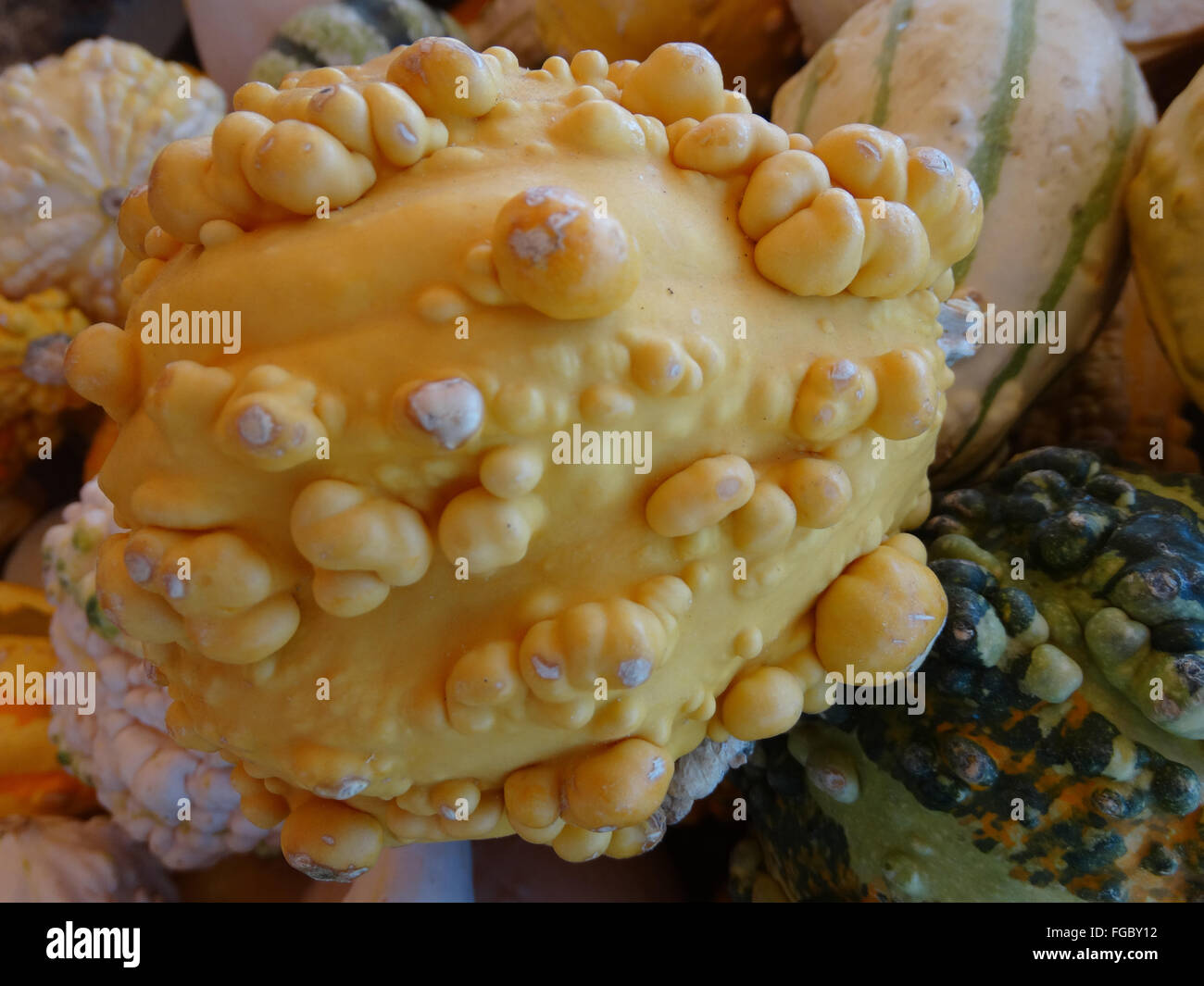 Cucurbita Pepo, warzige Birne Kürbis, ornamentale Kürbis, gelb mit prominenten Warzen, Festival Dekorationen Stockfoto