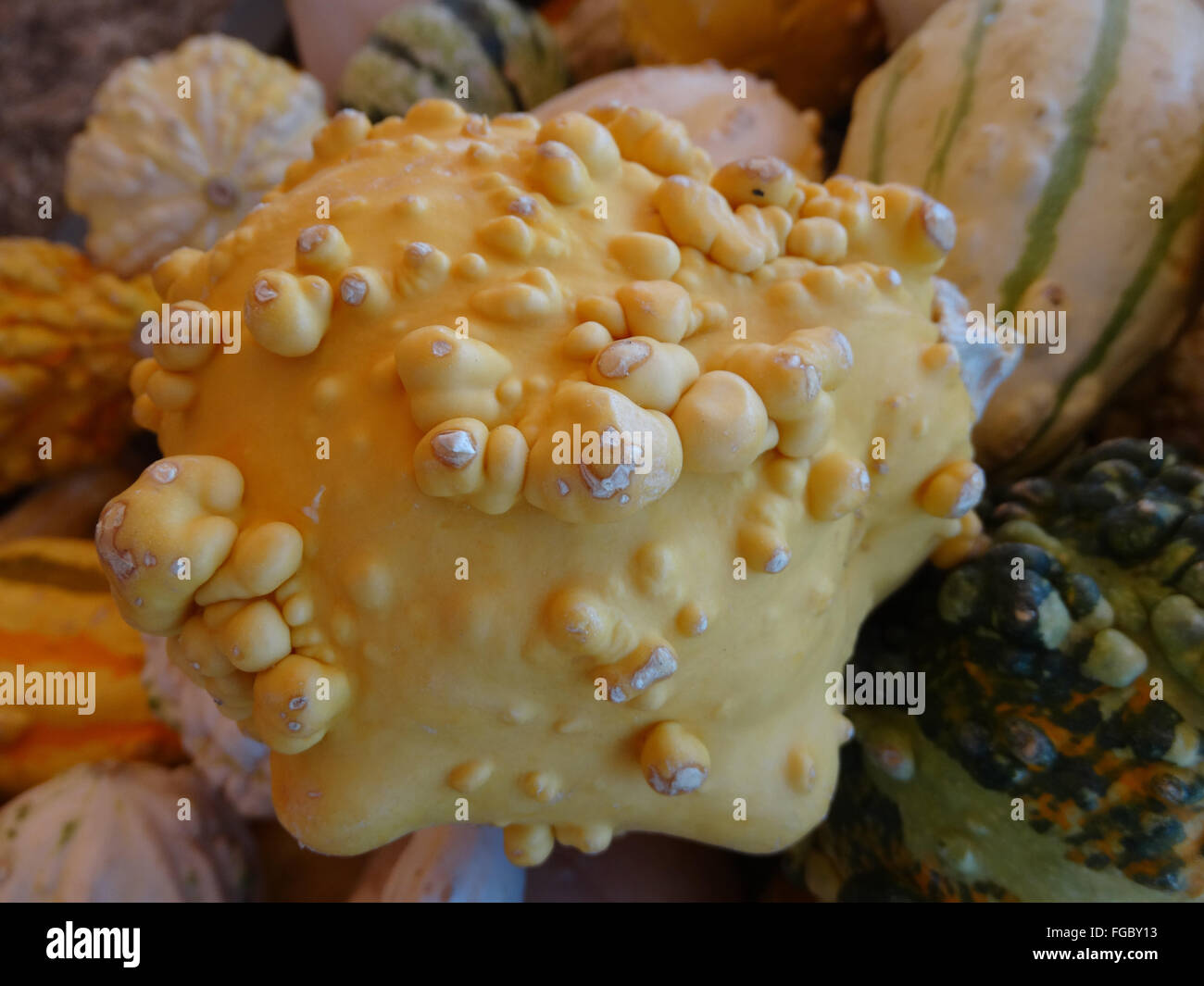Cucurbita Pepo, warzige Birne Kürbis, ornamentale Kürbis, gelb mit prominenten Warzen, Festival Dekorationen Stockfoto