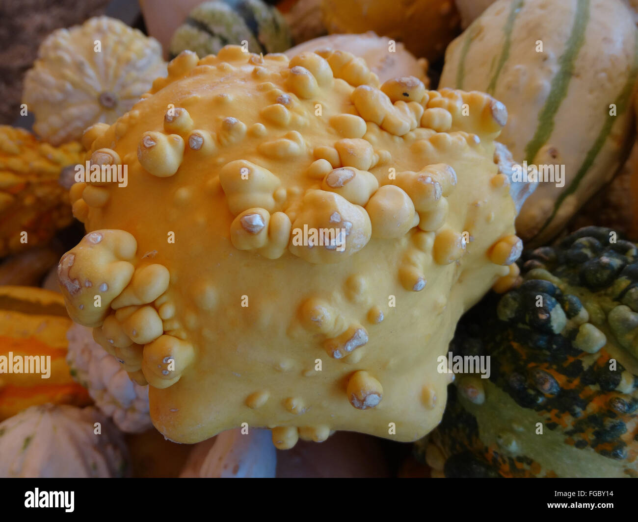 Cucurbita Pepo, warzige Birne Kürbis, ornamentale Kürbis, gelb mit prominenten Warzen, Festival Dekorationen Stockfoto