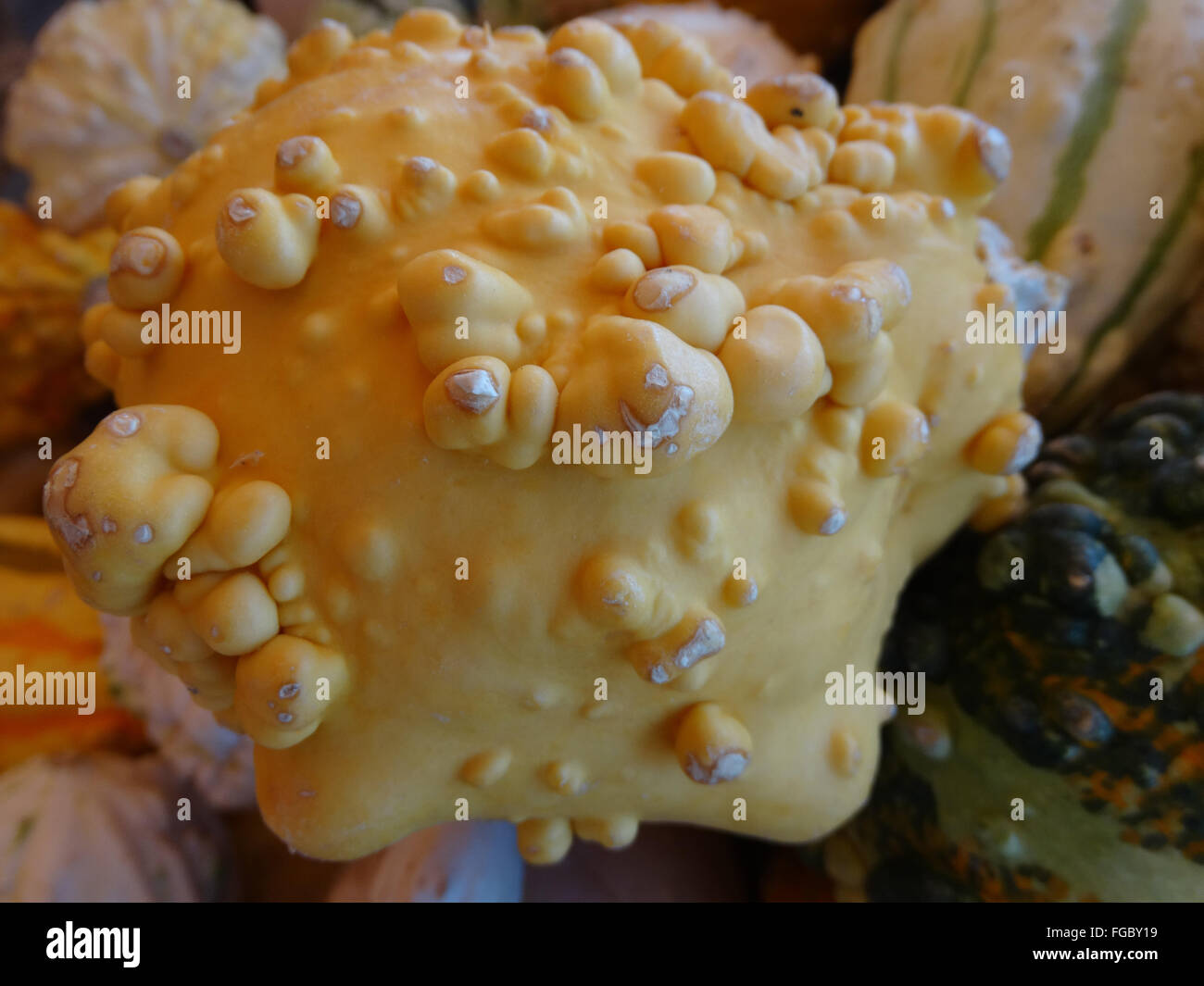 Cucurbita Pepo, warzige Birne Kürbis, ornamentale Kürbis, gelb mit prominenten Warzen, Festival Dekorationen Stockfoto