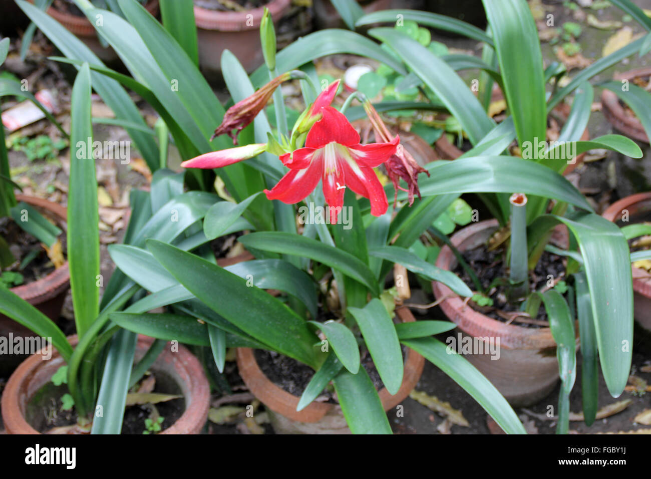 Hippeastrum Reginae, Garten-Amaryllis, bauchige ornamentalen Kraut, mit Schlaufe geformte Blätter und orange rote Blumen in Dolde Stockfoto