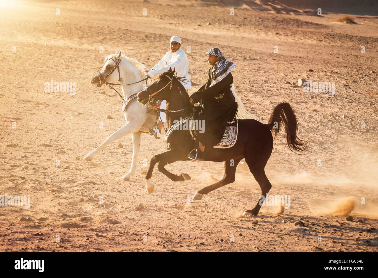 Arabisches Pferd. Reiter in Tracht auf schwarzen und weißen Hengste im Galopp in der Wüste. Ägypten Stockfoto