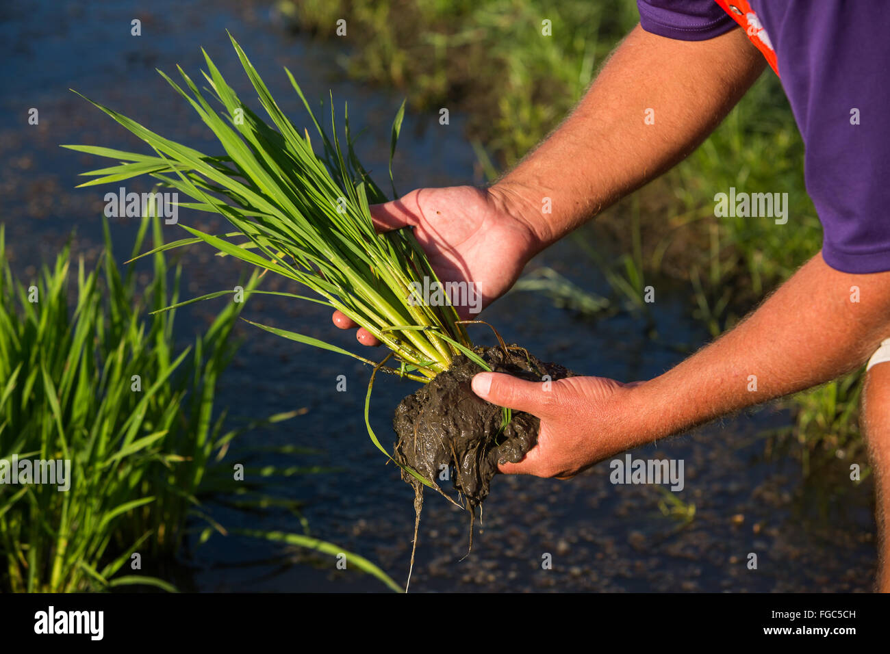 Reispflanze im Feld in der Nähe von Charleston, South Carolina. Stockfoto