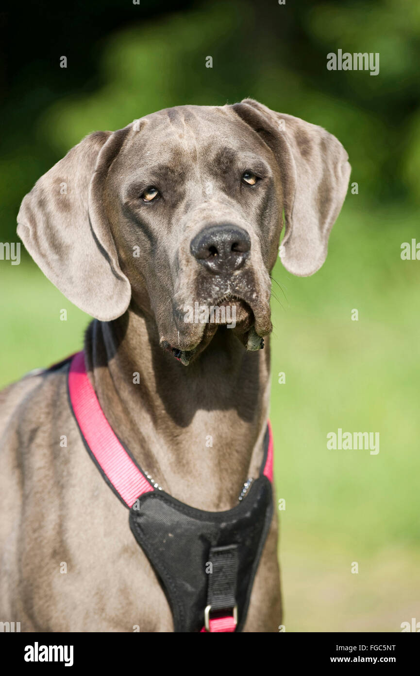 Die Deutsche Dogge. Porträt von Erwachsenen. Deutschland Stockfoto