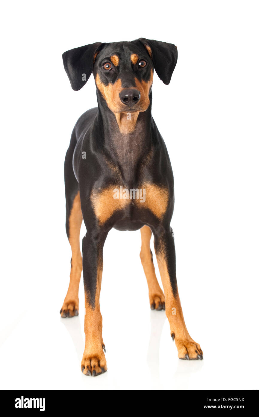 Deutsche Pinscher. Erwachsener Hund stehen. Studio Bild vor einem weißen Hintergrund. Deutschland Stockfoto