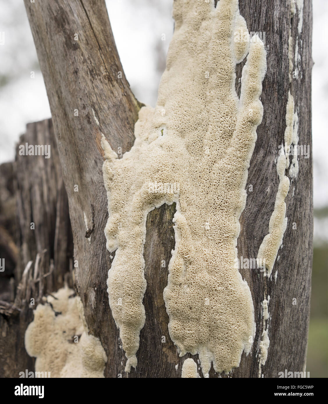 Großen Fruchtkörper des australischen Polypore Pilz wächst auf Spotted Gum Eukalyptus stumpf nach Regen Stockfoto