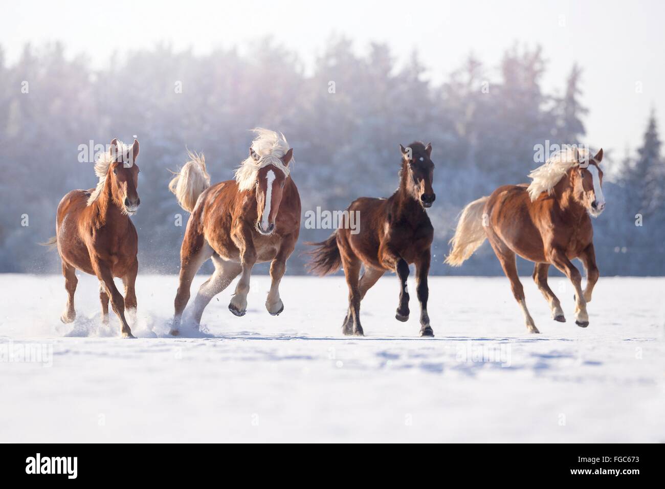 Süddeutsches Coldblood. Vier Pferde im Galopp auf einer verschneiten Weide. Deutschland Stockfoto