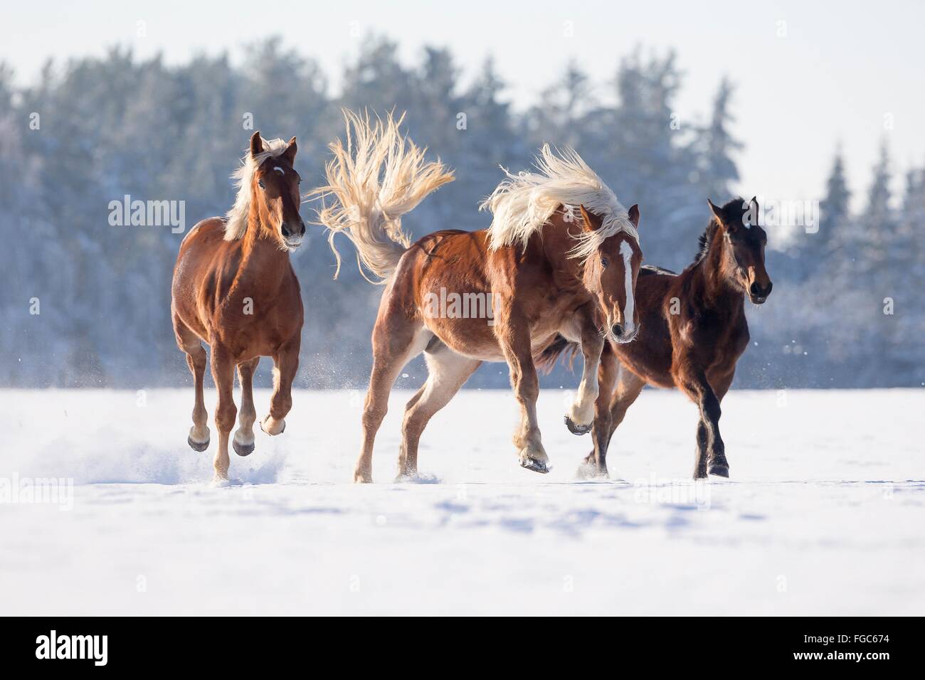 Süddeutsches Coldblood. Drei Pferde im Galopp auf einer verschneiten Weide. Deutschland Stockfoto