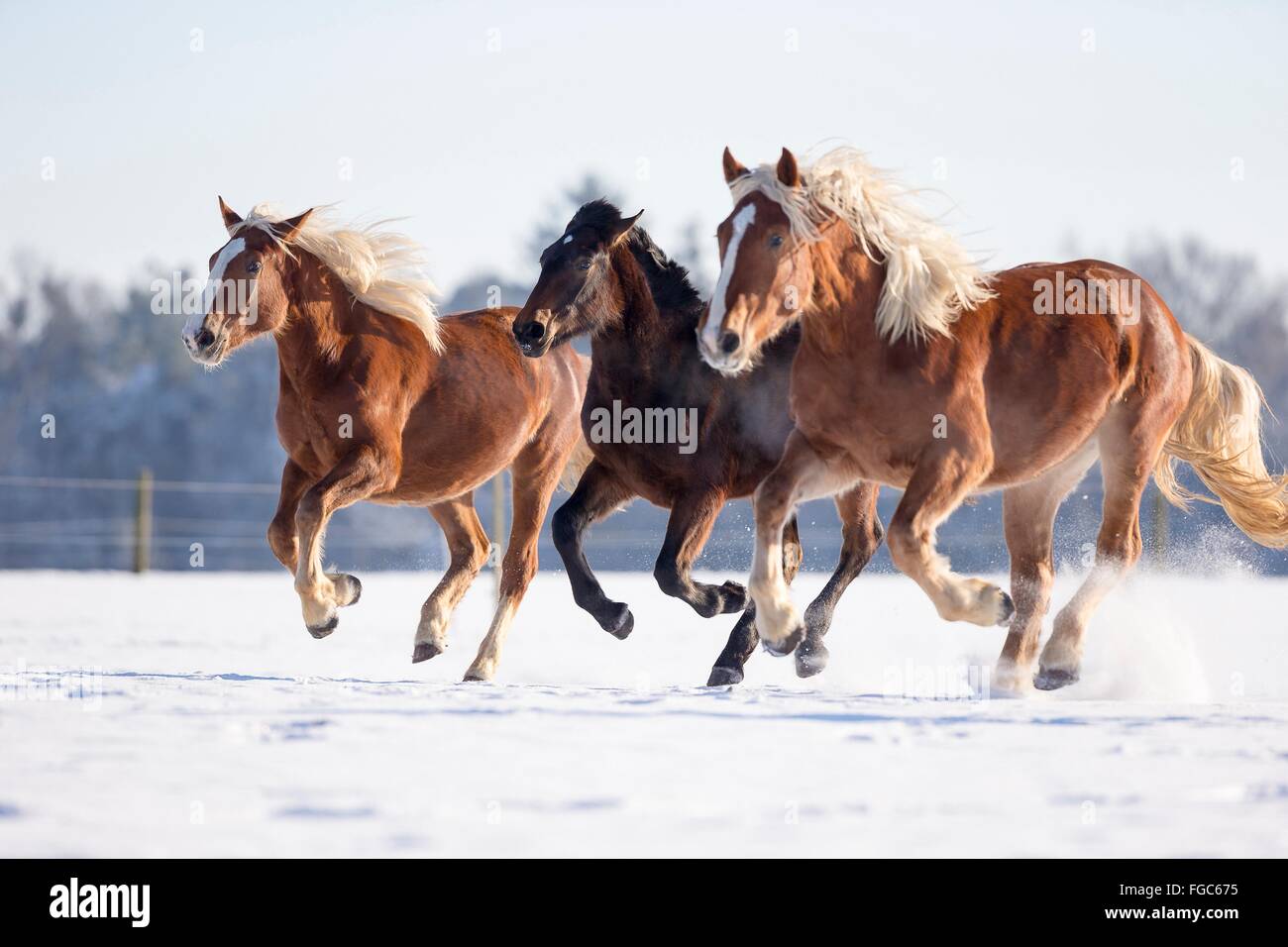 Süddeutsches Coldblood. Drei Pferde im Galopp auf einer verschneiten Weide. Deutschland Stockfoto