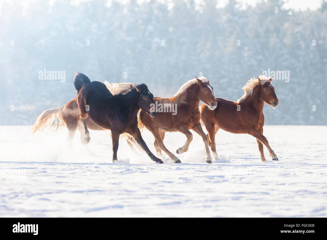 Süddeutsches Coldblood. Vier Pferde im Galopp auf einer verschneiten Weide. Deutschland Stockfoto