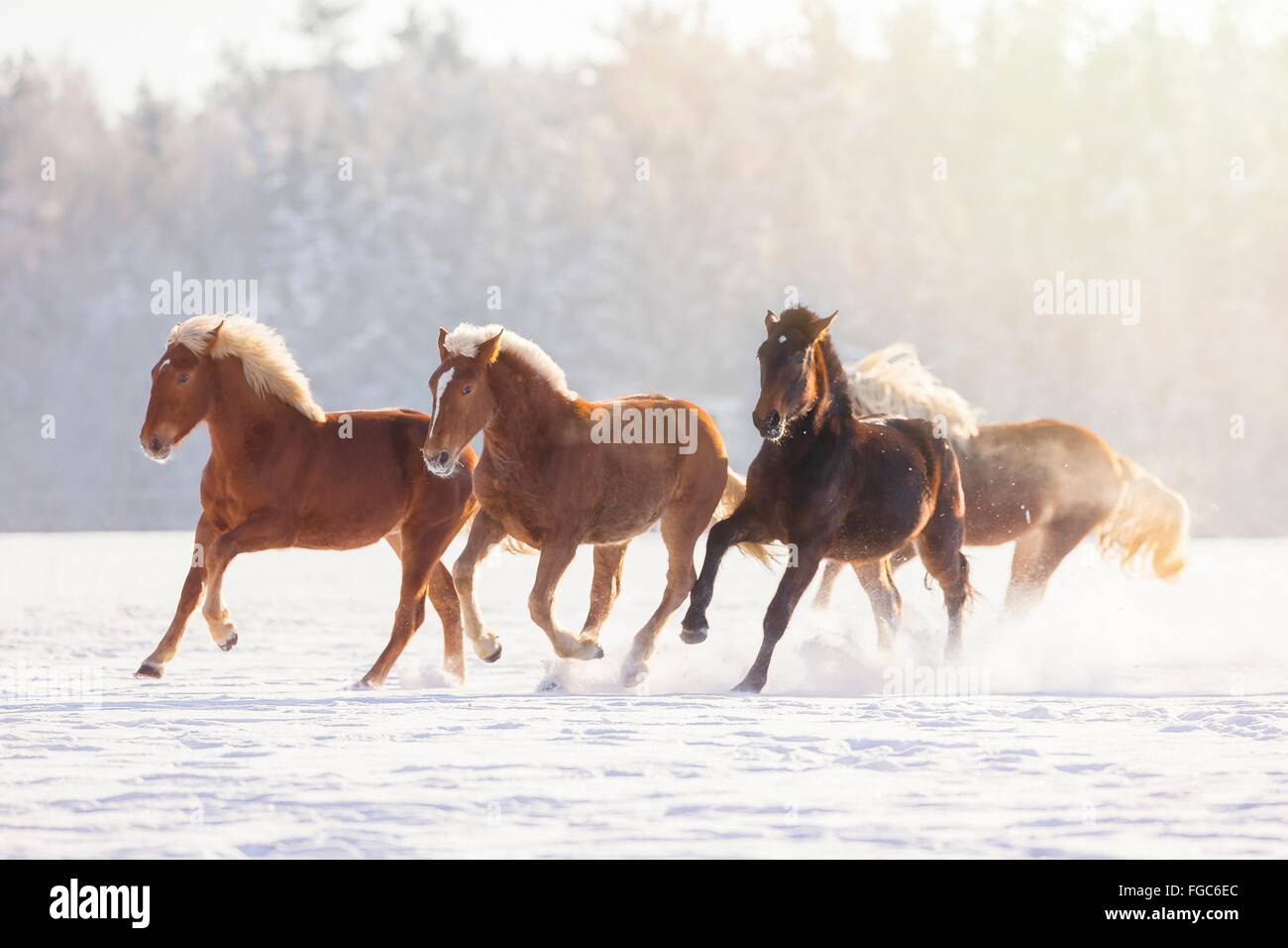 Süddeutsches Coldblood. Vier Pferde im Galopp auf einer verschneiten Weide. Deutschland Stockfoto