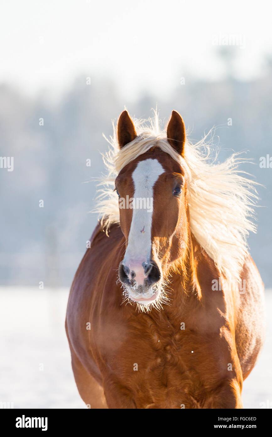Süddeutsches Coldblood. Portrait von junge Stute auf einem verschneiten Weide. Deutschland Stockfoto