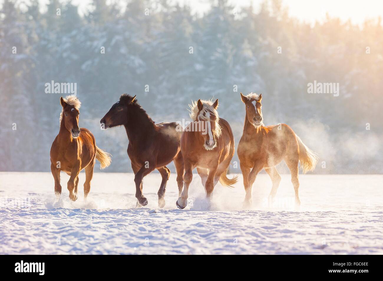 Süddeutsches Coldblood. Vier Pferde spielen auf einer verschneiten Weide. Deutschland Stockfoto