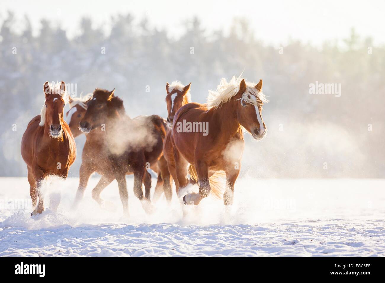 Süddeutsches Coldblood. Kleine Herde auf einer verschneiten Weide galoppieren. Deutschland Stockfoto