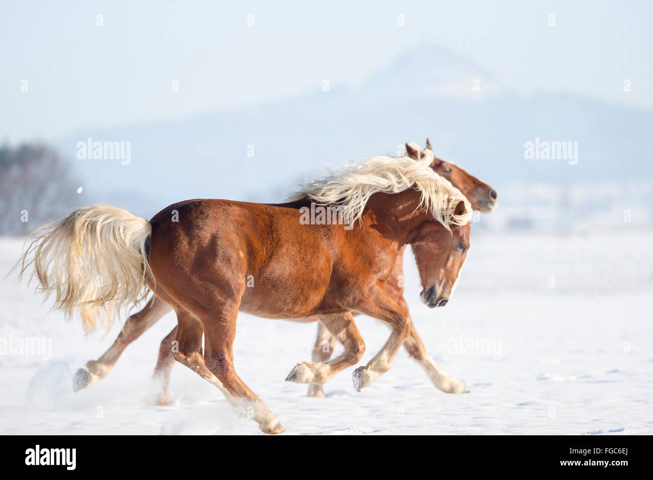 Süddeutsches Coldblood. Zwei Pferde im Galopp auf einer verschneiten Weide. Deutschland Stockfoto