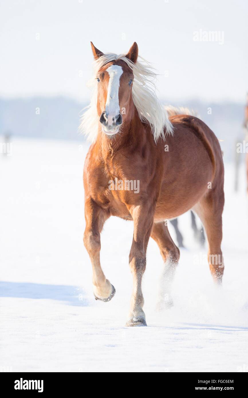 Süddeutsches Coldblood. Junge Stute im Galopp auf einer verschneiten Weide. Deutschland Stockfoto