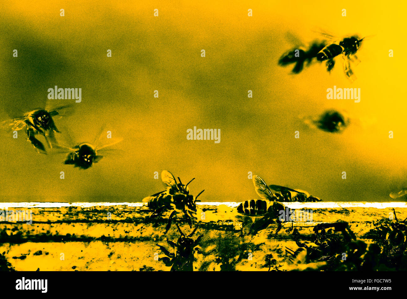 Hummel fliegen Stockfoto
