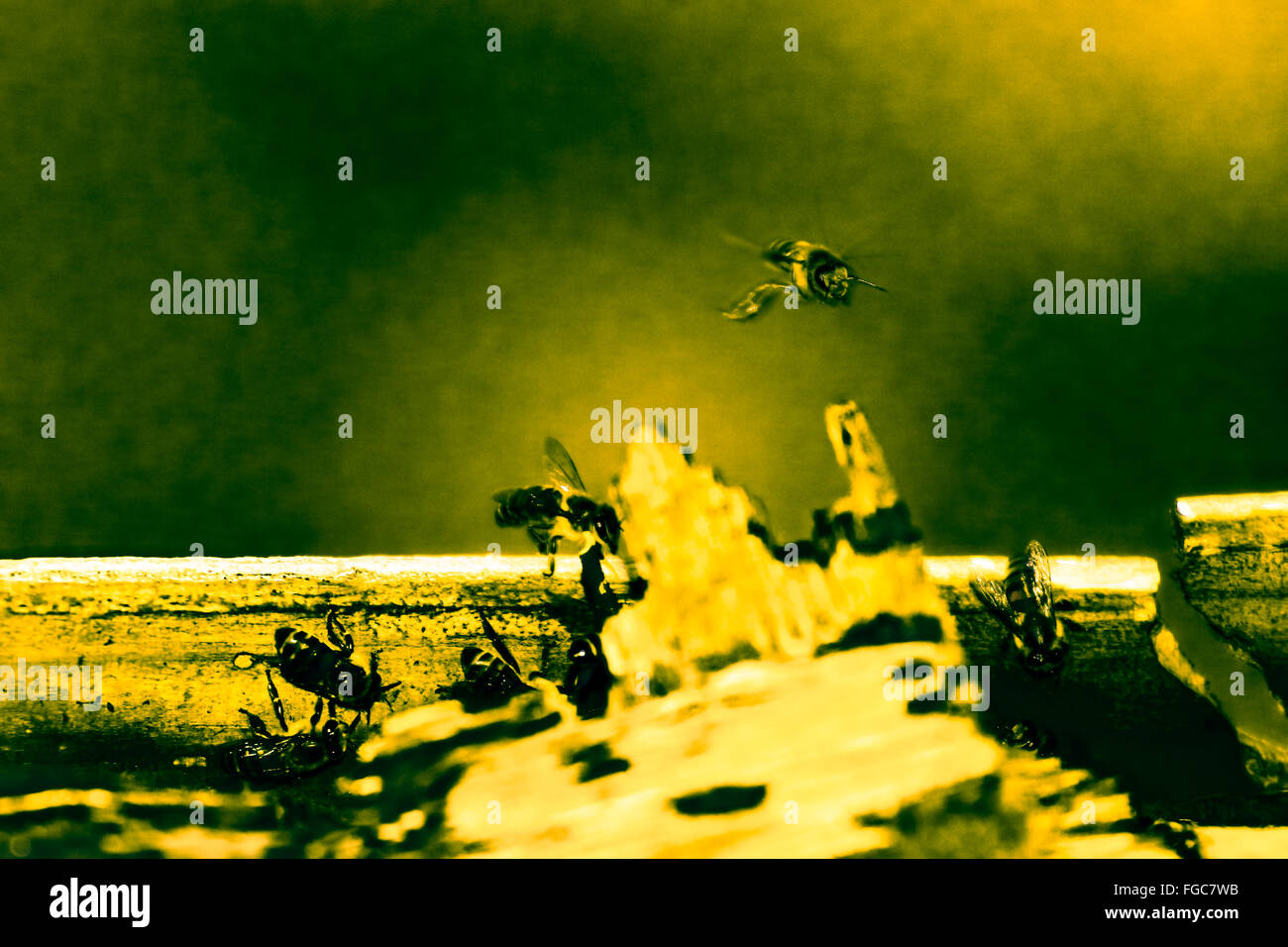 Hummel fliegen Stockfoto