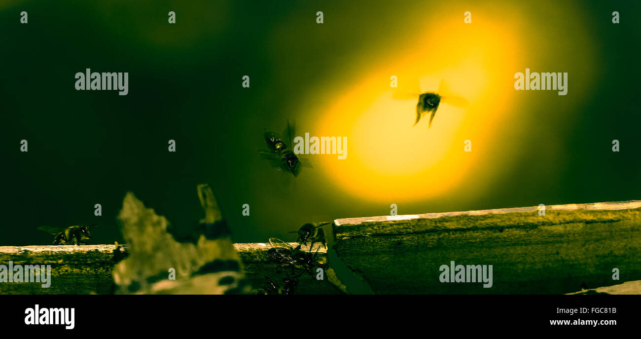 Hummel fliegen Stockfoto