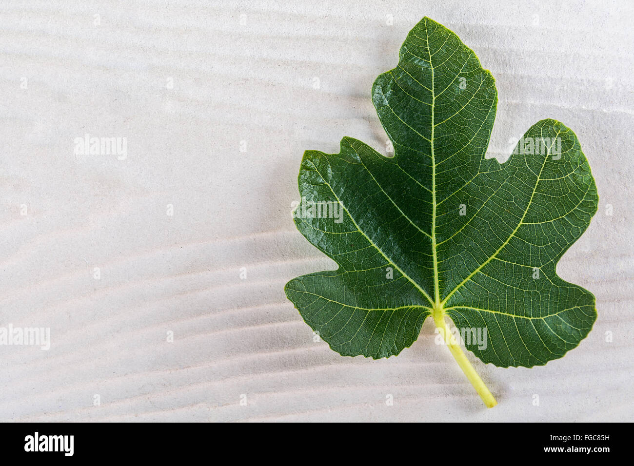 Feigen-Leaf Maple Leaf ähnlich Stockfoto