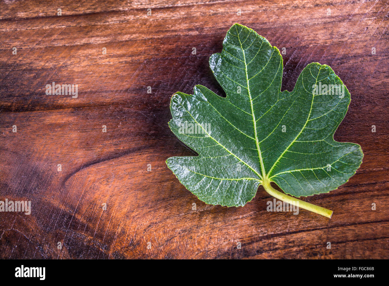 Black-Jack-Feigen-Blatt sieht aus wie Ahornblatt auf Teak Holz Stockfoto