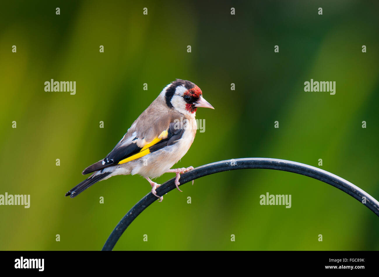 Stieglitz (Zuchtjahr Zuchtjahr) Erwachsenen thront auf dem Rahmen ein Vogelhäuschen in einem Garten in Sowerby, North Yorkshire. September. Stockfoto