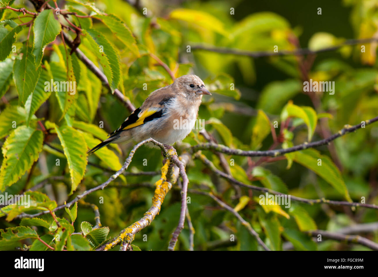 Stieglitz (Zuchtjahr Zuchtjahr) juvenile thront in Kirsche Zierbaum in einem Garten in Sowerby, North Yorkshire. September Stockfoto
