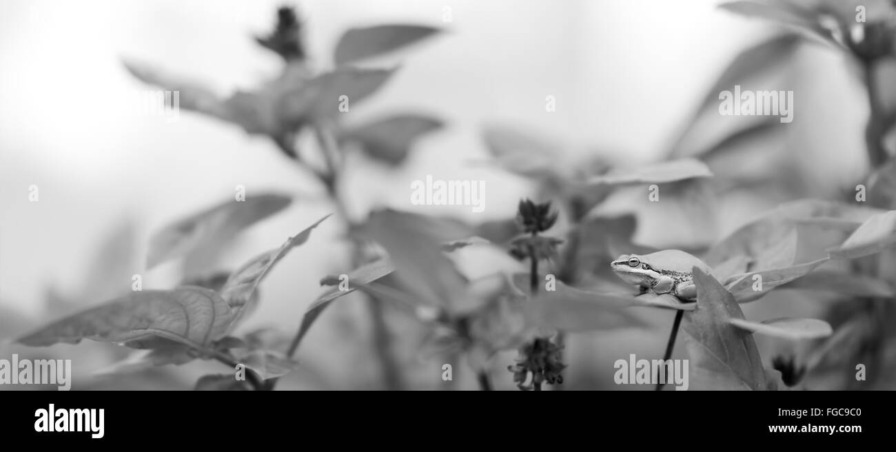 Panoramablick auf Schwarz und Weiß Graustufen Bild der Australischen Grünen Laubfrosch auf Basilikum Blätter der organischen Garten Stockfoto