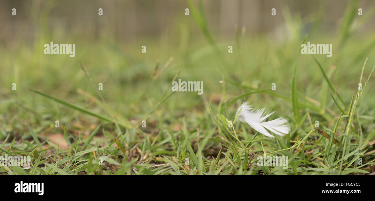 White Downy Feather wehen im Wind über grünen Rasen Hintergrund Stockfoto