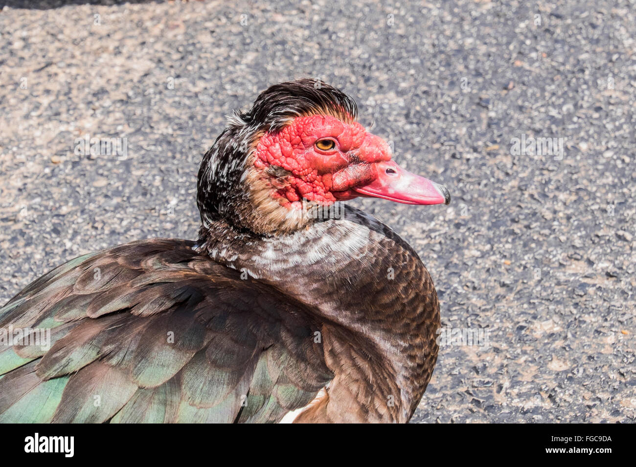 Eine männliche Barbarie-Ente, Cairina Moschata, heimisch in zentralen & Südamerika und Mexiko. Gesehen in Oklahoma City, Oklahoma, USA. Stockfoto