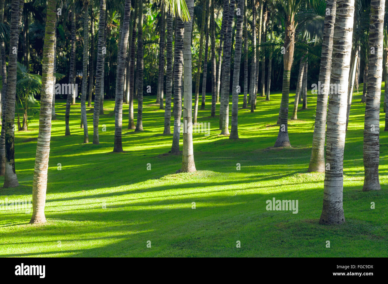 Viele Stämme der Palmen auf hellen grünen Rasen Stockfoto