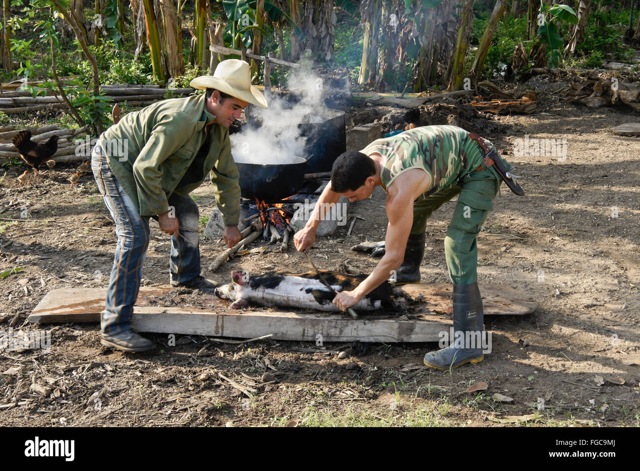 Landwirte, die Haarentfernung von einem Schwein, Valle de Los Ingenios (Tal der Zuckerfabriken), Trinidad, Kuba Stockfoto