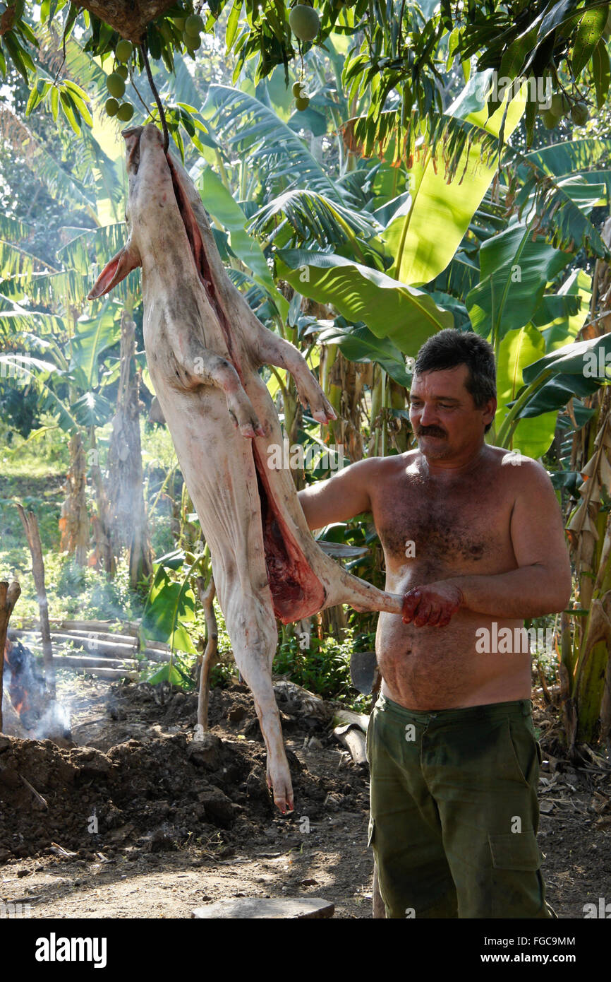 Landwirt putzt ein Schwein vor dem Braten, Valle de Los Ingenios (Tal der Zuckerfabriken), Trinidad, Kuba Stockfoto