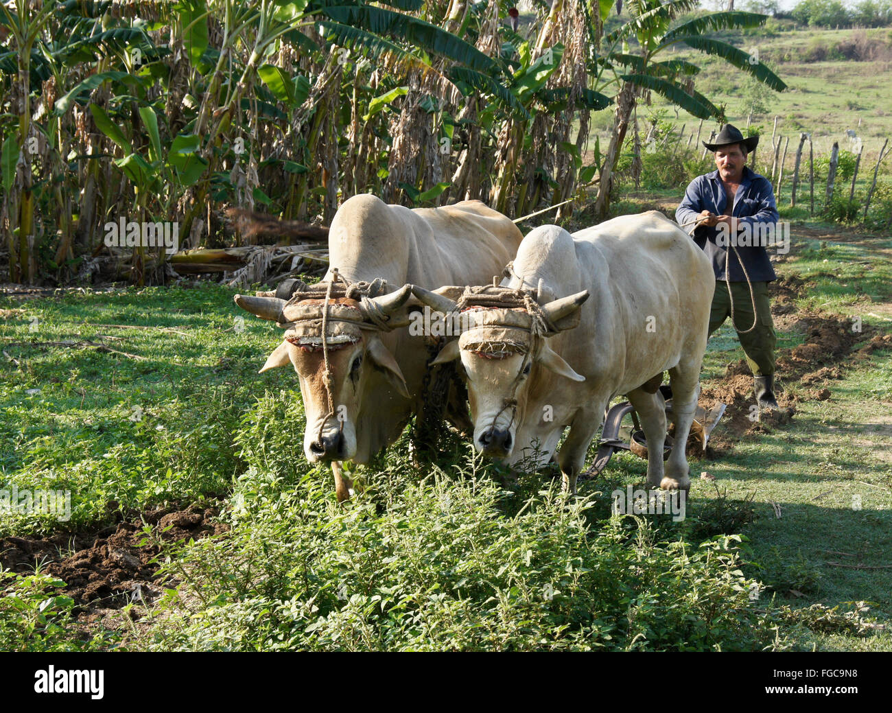 Landwirt Pflügen mit Ochsen, Valle de Los Ingenios (Tal der Zuckerfabriken), Trinidad, Kuba Stockfoto