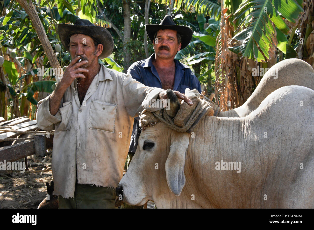 Bauern mit Ochsen, Valle de Los Ingenios (Tal der Zuckerfabriken), Trinidad, Kuba Stockfoto