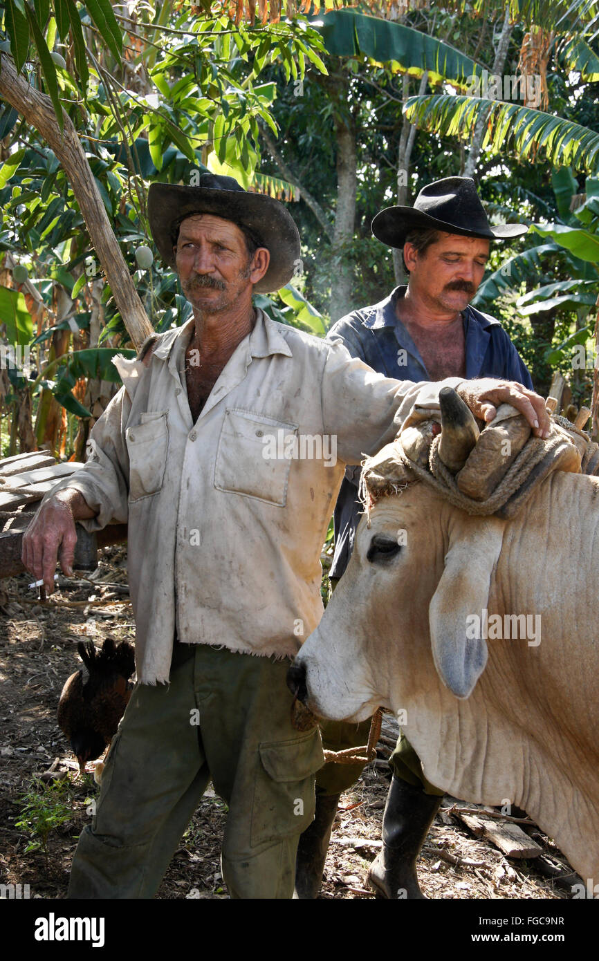 Landwirte mit Bullock, Valle de Los Ingenios (Tal der Zuckerfabriken), Trinidad, Kuba Stockfoto