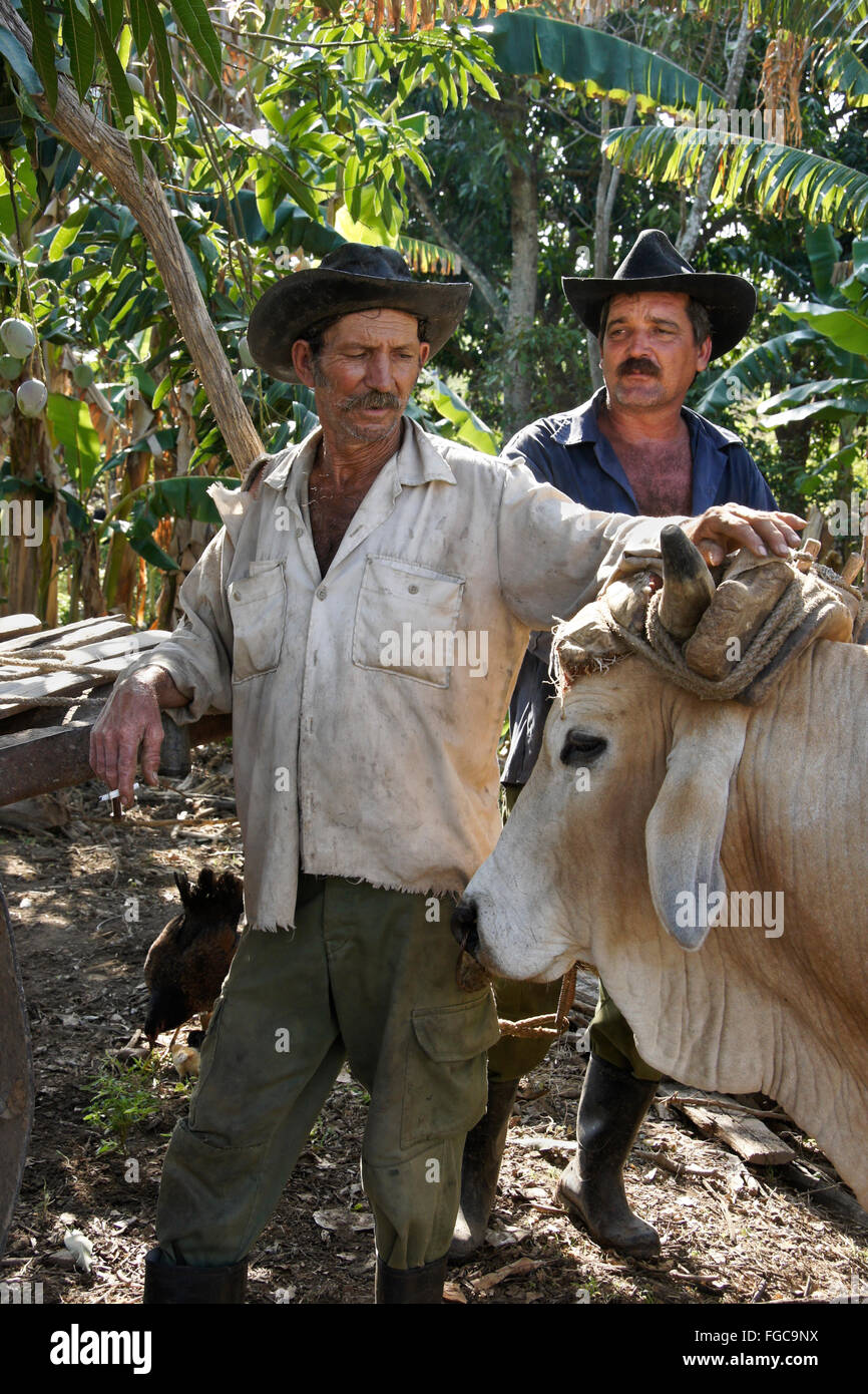 Landwirte mit Bullock, Valle de Los Ingenios (Tal der Zuckerfabriken), Trinidad, Kuba Stockfoto