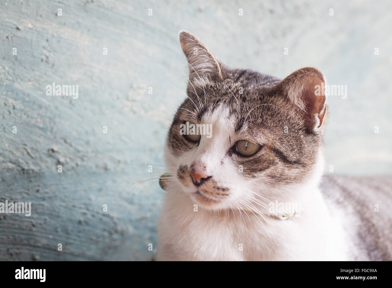 Thai Katze Pose mit grünem Hintergrund, Fotoarchiv Stockfoto