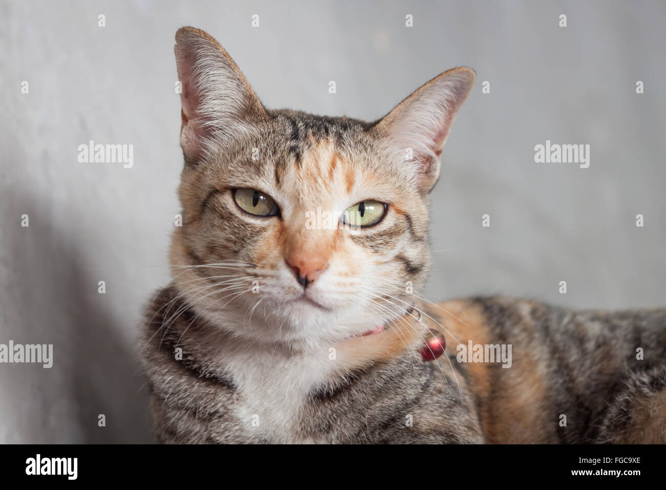 Thai Katze Pose mit grauem Hintergrund, Fotoarchiv Stockfoto