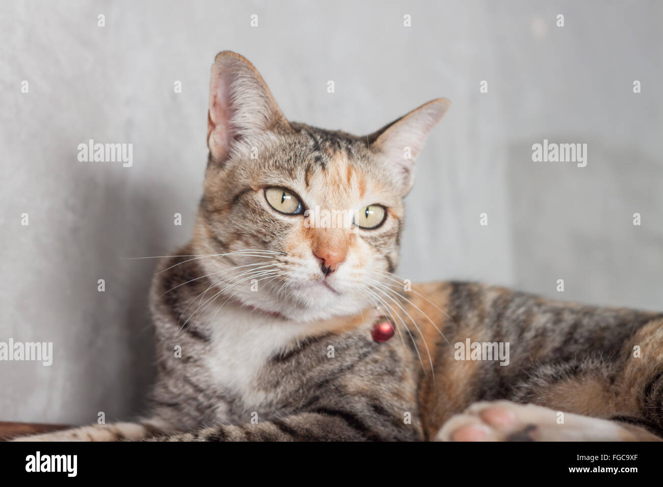 Thai Katze Pose mit grauem Hintergrund, Fotoarchiv Stockfoto