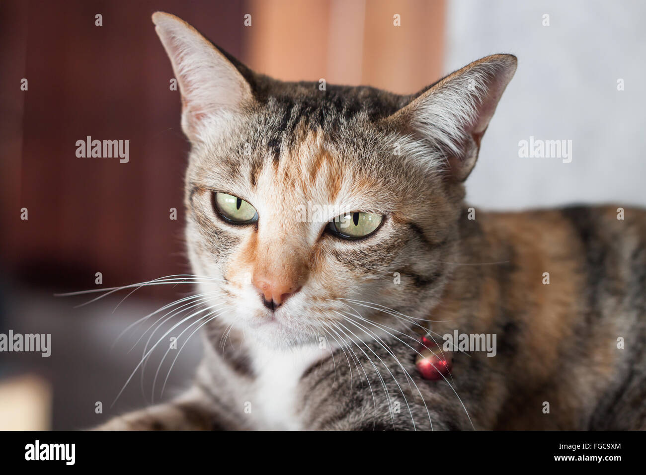 Thai Katze darstellen zu Hause stock Foto Stockfoto