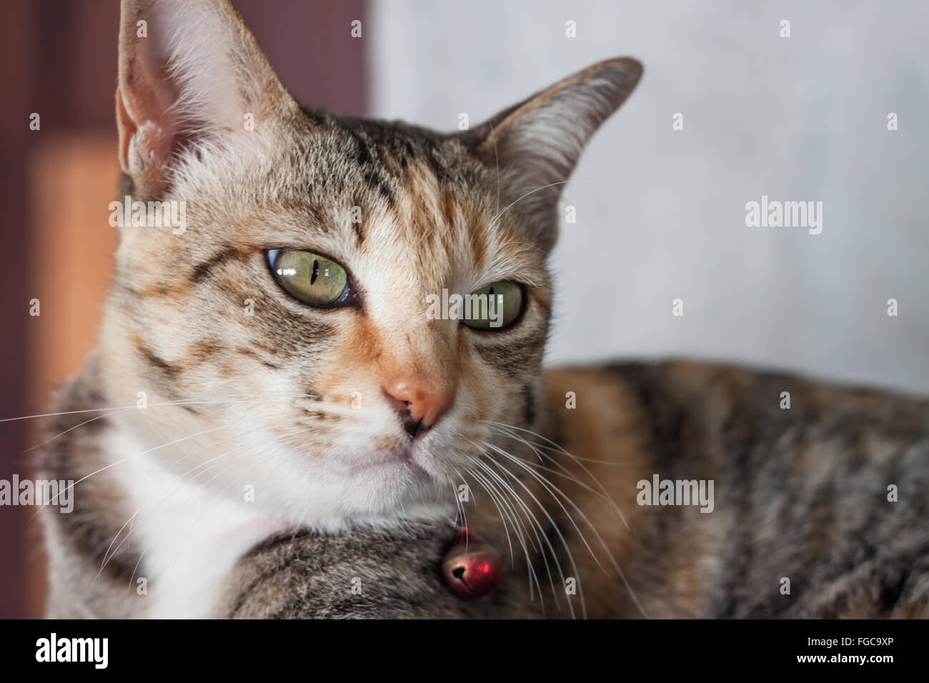 Thai Katze darstellen zu Hause stock Foto Stockfoto