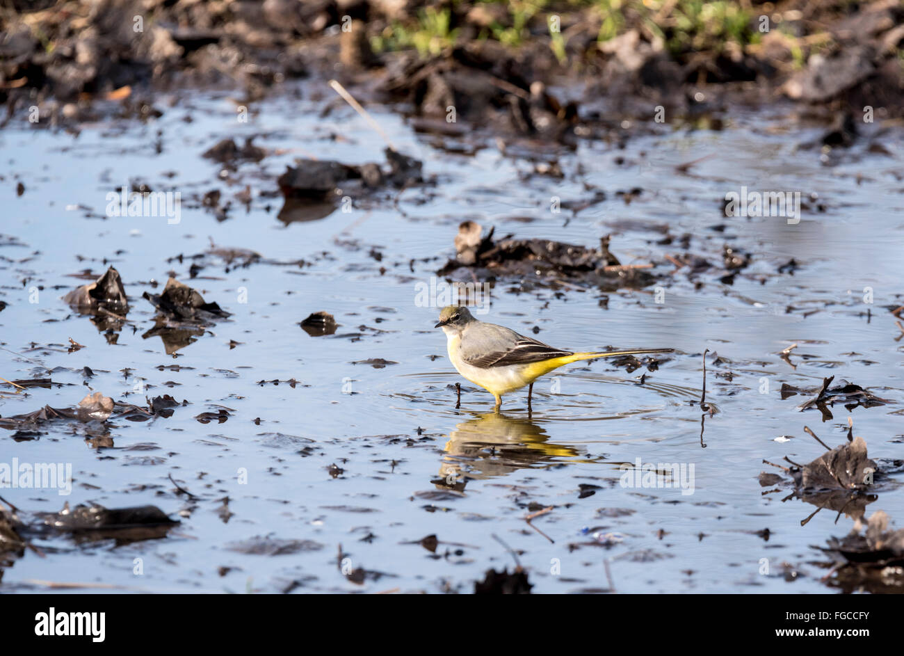 Eine graue Bachstelze an einem temporären Teich (oder große Pfütze!) Stockfoto