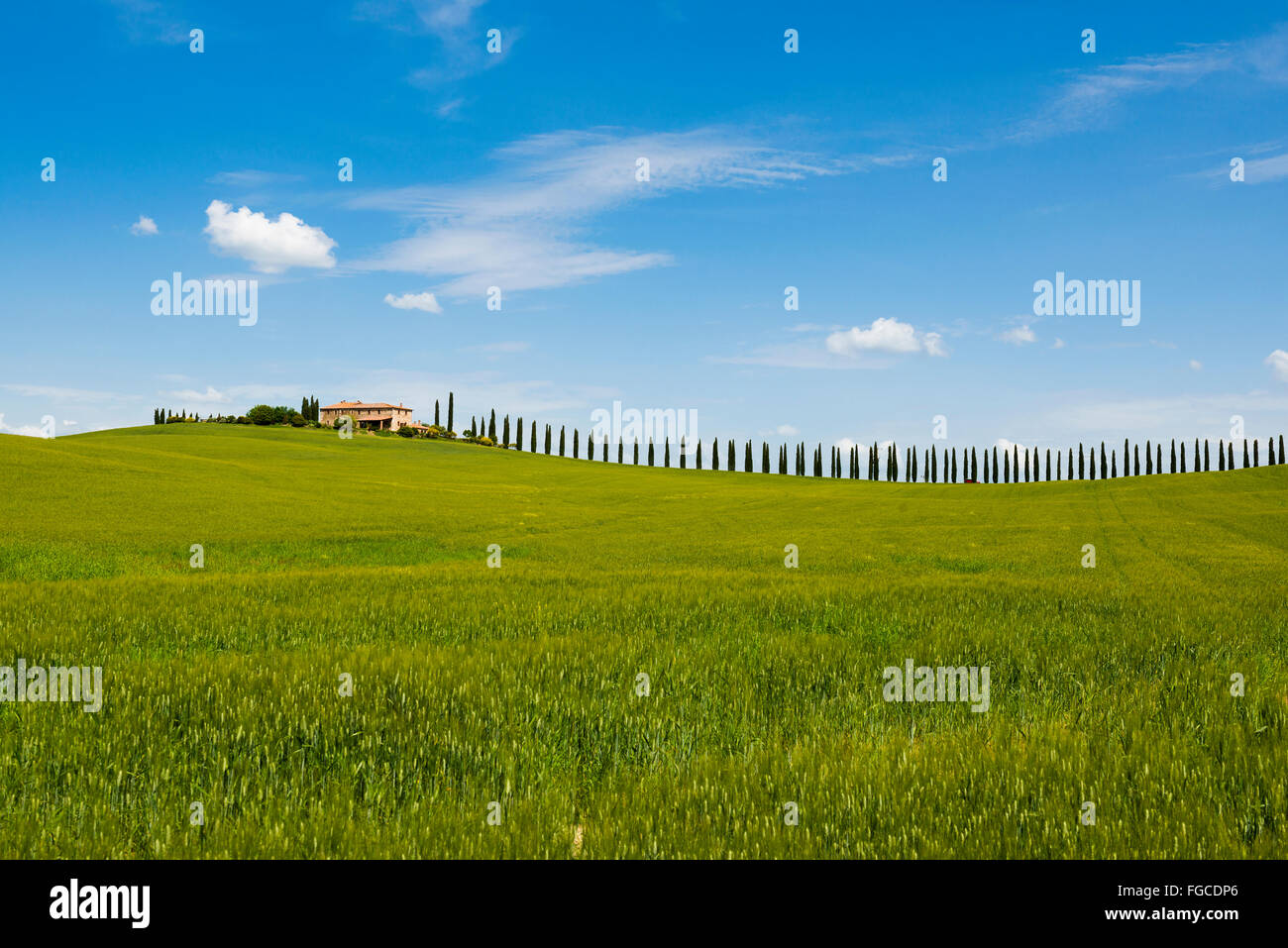 Herrenhaus mit Zypressen, bei San Quirico d &#39; Orcia, Val d &#39; Orcia, Provinz Siena, Toskana, Italien Stockfoto