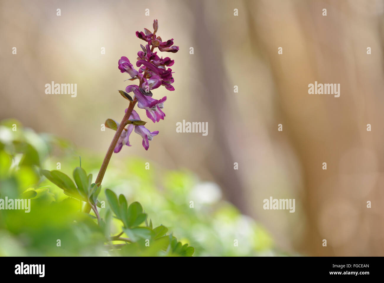 Bauchige Corydalis (Corydalis Cava), Auwald in Erfurt, Thüringen, Deutschland Stockfoto