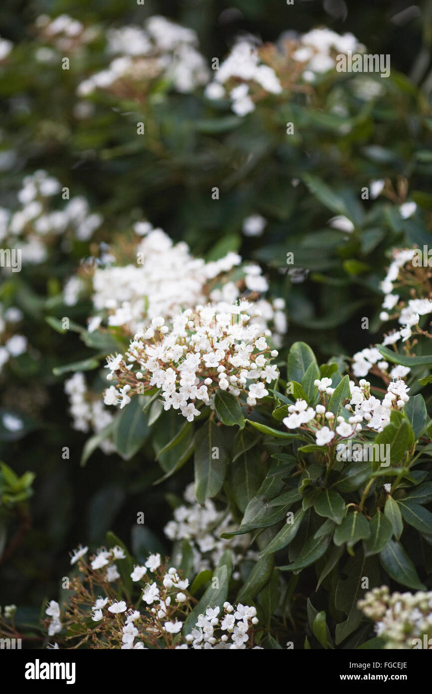 Viburnum Tinus Blumen. Stockfoto
