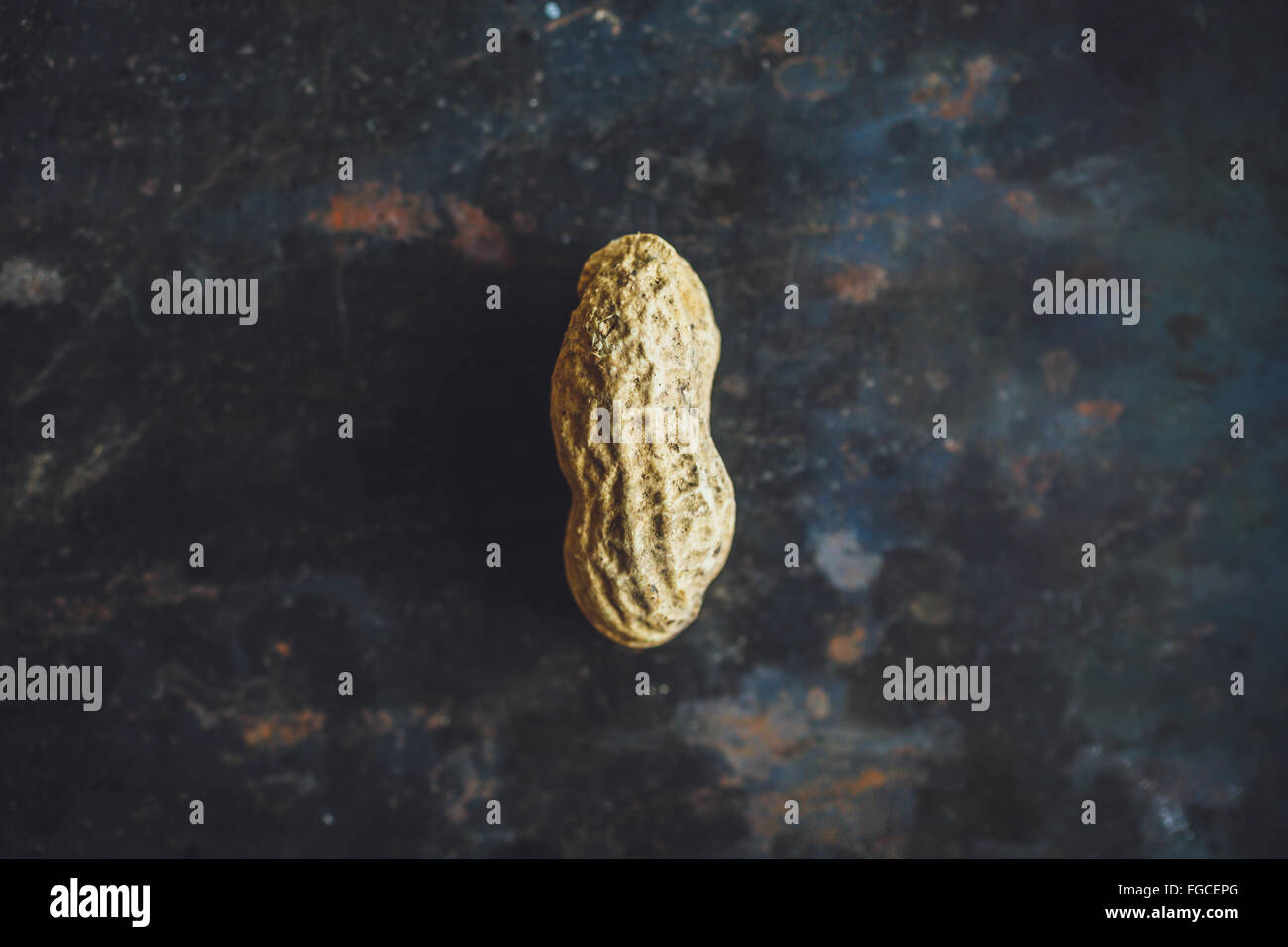 Ein frisch Erdnuss in Shell auf dunklen backgrond Stockfoto